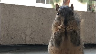 Befriending a Squirrel [upl. by Anig691]