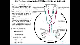 Vestibuloocular Reflex VOR  Structure amp Physiology [upl. by Onafets]