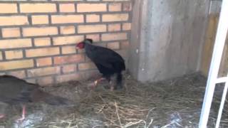 siamese fireback pheasant and female silver pheasant [upl. by Cassi]