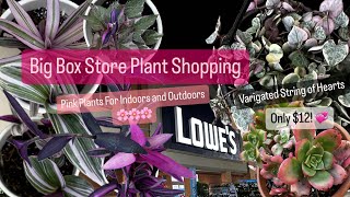 Big Box Store Plant Shopping at Lowes for Cheap Indoor Pink Plants Variegated String of Hearts Find [upl. by Christabella]