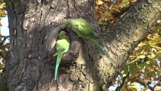 Papegaaien Vondelpark [upl. by Manas184]