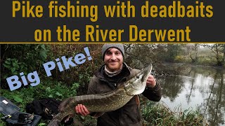 Pike Fishing with Deadbaits on the River Derwent River Foss Fishing Ep 31 [upl. by Oraneg]