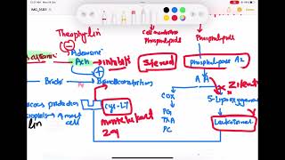 Anti Asthma drug pharmacology part 2 Respiratory 61  First Aid USMLE Step 1 in UrduHindi [upl. by Veal690]