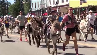 Leadvilles Boom Days Burro Races [upl. by Lorrayne]