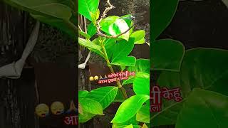 😭🙏कहे के ता सभे केहू आपन😭🙏song nature love music भोजपुरी  YouTube short video viral video [upl. by Osnofedli]