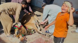 Bakra Eid 2nd day  Ali bht sad ho gaya [upl. by Enyaht135]