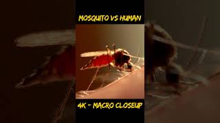 Mosquito Sucking Blood  4K Close Up  Mosquito Sucking Sound Effect  Mosquito Bite [upl. by Anekam189]