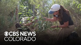 Buckley Space Force Base protects Monarch butterflies with new conservation efforts in Colorado [upl. by Selma383]