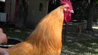 Friendly buff orpington rooster george [upl. by Hescock990]