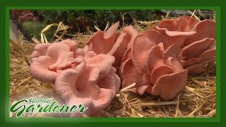 Mushrooming in a straw bale  Volunteer Gardener [upl. by Keven578]