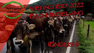 Viehscheid COWS COMING FROM THE ALP in Bad Hindelang  Germany [upl. by Nrehtac906]