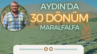 AYDINDA 30 DÖNÜM MARALFALFA  MARALFALFA TURHAN KENDİRLİ [upl. by Anaer]