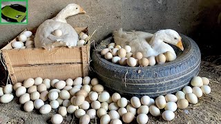 2 Geese Ducks Harvesting Too MANY Eggs  Egg Hatching [upl. by Bridgette]