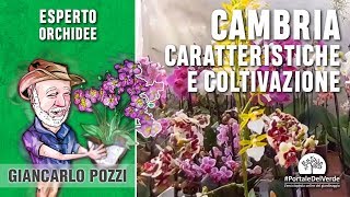 Orchidee parliamo della Cambria [upl. by Kinnard]