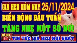 Giá heo hơi hôm nay ngày 25112024  BIẾN ĐỘNG BẬT TĂNG NHẸ MỘT SỐ KHU VỰC [upl. by Ydoj]