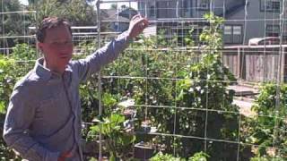 Growing Pumpkins Vertically up a Nylon String Trellis at Future Farms [upl. by Sudaorb]