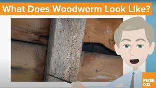 What Does Woodworm Look Like [upl. by Imnubulo816]