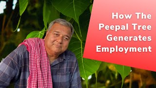 How the peepal tree helps to provide employment [upl. by Janenna224]