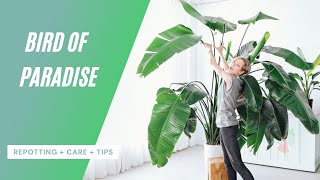 Bird Of Paradise Care  Repotting  Watering  Tips 🌱 [upl. by Langham]