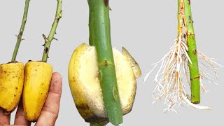 Método Increíble para Propagar Esquejes de Rosas con Banano [upl. by Aholah595]