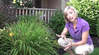 How to Clean Your Daylily Flower Beds  StepByStep Gardening [upl. by Ellemac]