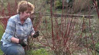 How to cut back cornus [upl. by Ellenrahs]