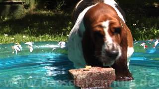 Basset Hund in Zeitlupe [upl. by Ruon]