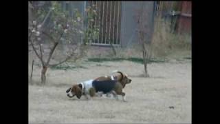 Funniest Basset Hound Video Ever [upl. by Hawley]