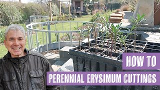 How to take perennial Erysimum cuttings [upl. by Nove657]