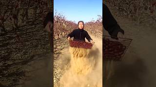 Amazing Chinese Red Dates  Dried Jujube Harvest from Farm With Rural Farmer shorts satisfying [upl. by Bone647]