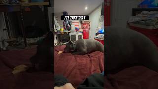 PIT BULL STEALS FOOD 😳 dogs [upl. by Atinas971]