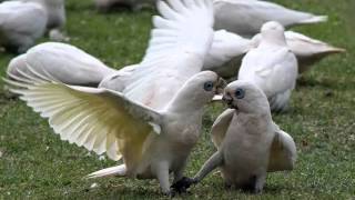 Cacatúa Sanguínea Cantando Sonido para Llamar El Mejor [upl. by Noemys217]