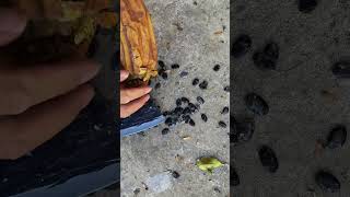 This is the best Techniques for Collecting Luffa seeds shorts [upl. by Danie]