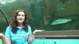 Barramundi Fun Facts  SEA LIFE Sydney Aquarium [upl. by Bubb]