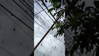 Backpacker shows how Bali is infested with spiders 🕷️  🎥 Contentbible [upl. by Durr]