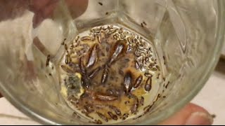 how to get rid of roaches cockroaches fast safe and no chemicals odder [upl. by Grevera491]