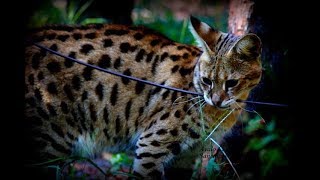 Avalo Cat Sanctuary in Wagener South CarolinaBig Cats Small Cats Bengal Cats Serval Cats [upl. by Kreda971]