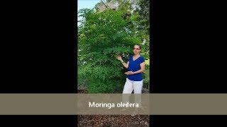 Growing Moringa in NW Florida [upl. by Pang511]