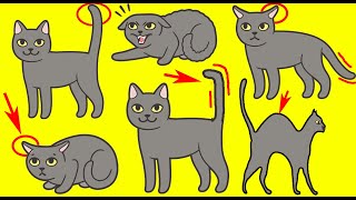 Cat Body Language Explained [upl. by Irmo279]