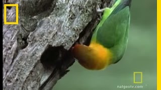 Lovebirds  National Geographic [upl. by Annawd]