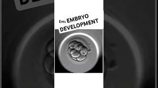 Embryo development shorts mbbs femalereproductivesystem pregnancy [upl. by Namsaj]