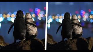 Photo of 2 widowed penguins comforting each other wins award in Australia Soooo Cute  Really News [upl. by Jonina]