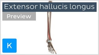 Functions of the extensor hallucis longus muscle preview  3D Human Anatomy  Kenhub [upl. by Brittain]