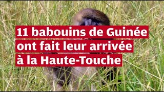 VIDÉO Onze babouins de Guinée ont trouvé refuge dans la réserve zoologique de la HauteTouche [upl. by Nojram]