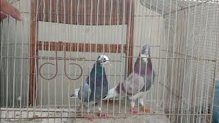 Dobaz Kabootar  Dobaz Kabootar Ke Pechan  AR Pigeon in Urdu Hindi [upl. by Powder673]