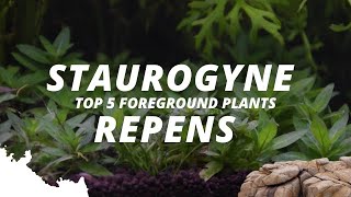 staurogyne repensWhat are the most popular foreground plants  Part 3  5 [upl. by Adnoved]