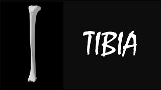 Tibia  Bone of Lower Limb [upl. by Cirtap]