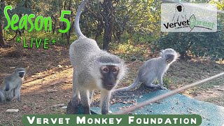 LIVE season 5 13th August 2022 we share a moment in time with the monkeys around the foundation [upl. by Kipper]