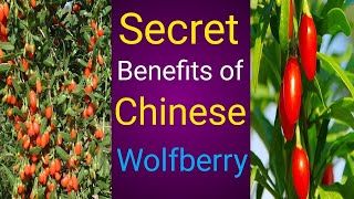 Health benefits of Chinese Wolfberry [upl. by Lennaj]