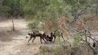 Wild Dogs KILL 2  Duiker [upl. by Naitirb]